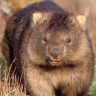 Wombat_Lover