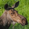 CanadianGoose