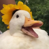 Jubilant Duck
