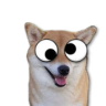 shiba5