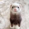 lovely ferret